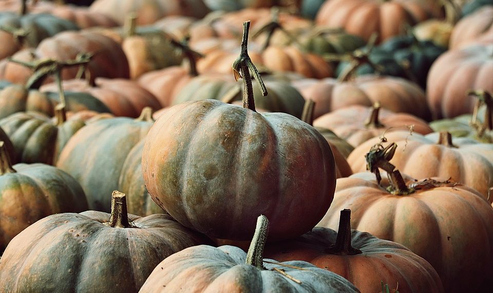Pumpkins piled together in a field during autumn harvest.