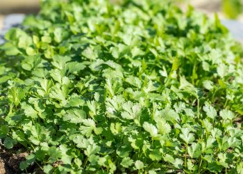 Lush cilantro plants growing in a sunlight-filled garden bed.