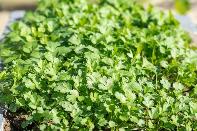 Lush cilantro plants growing in a sunlight-filled garden bed.