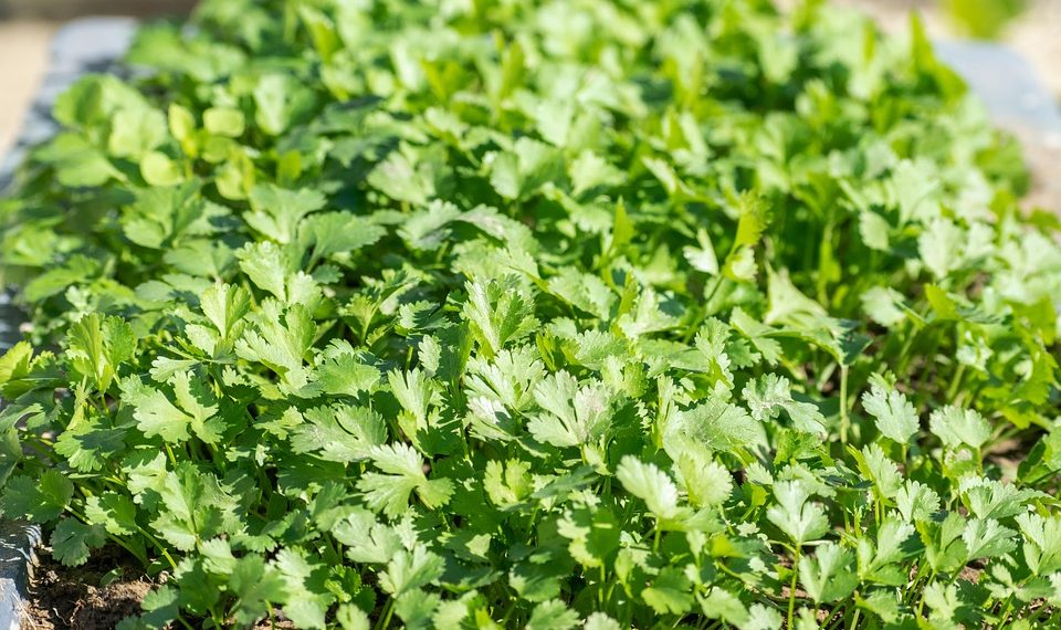 Lush cilantro plants growing in a sunlight-filled garden bed.