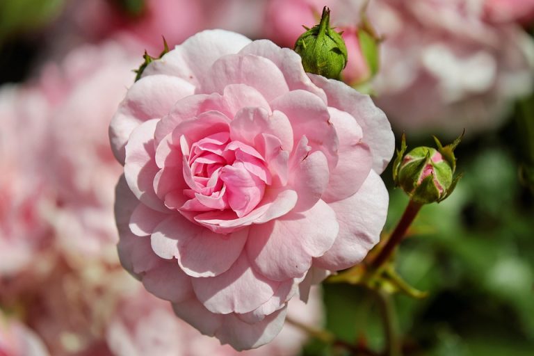 Pink rose bloom with green leaves.