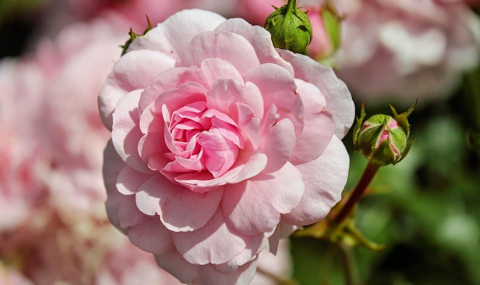 Pink rose bloom with green leaves.