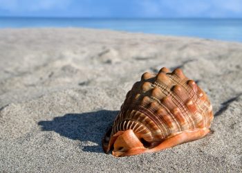 Seashell on sunny beach sand.