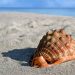 Seashell on sunny beach sand.