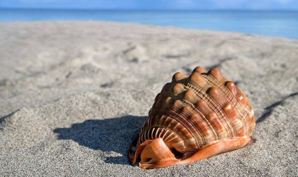 Seashell on sunny beach sand.