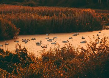 Swans peacefully gliding on a sunset-lit lake.