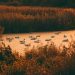 Swans peacefully gliding on a sunset-lit lake.