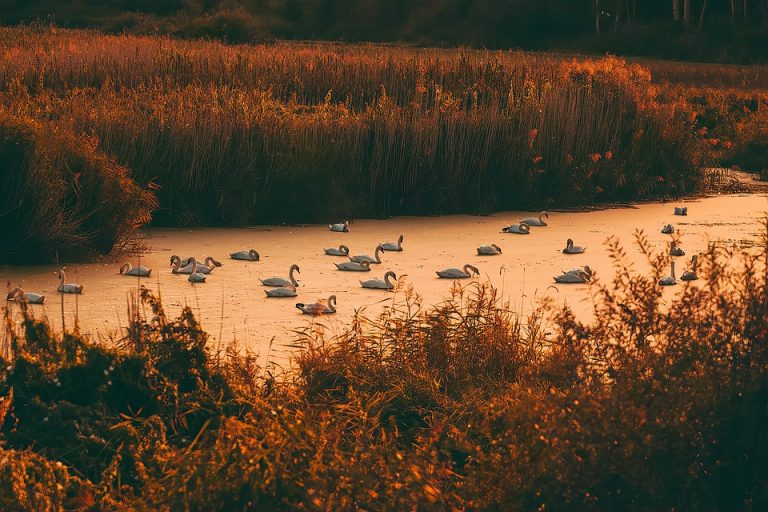 Swans peacefully gliding on a sunset-lit lake.