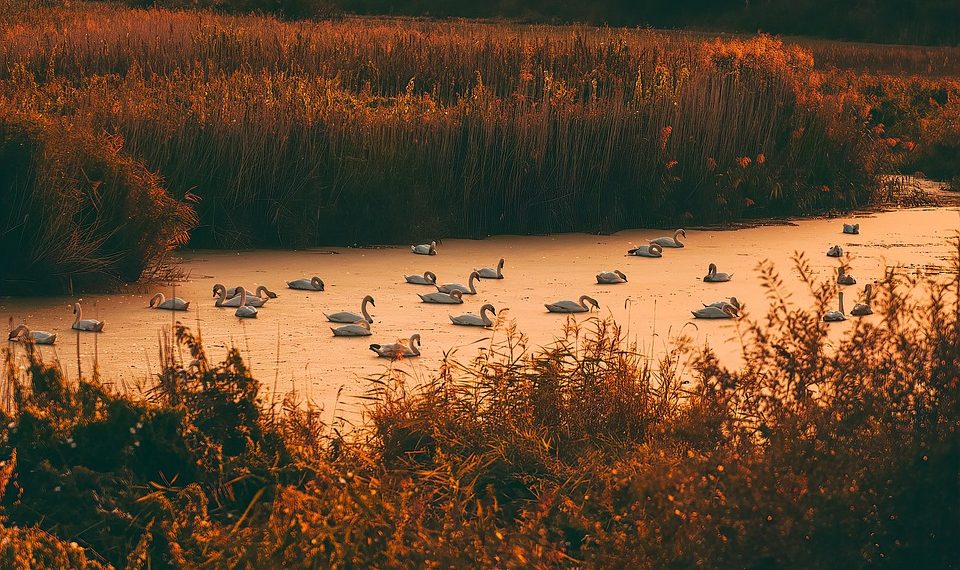 Swans peacefully gliding on a sunset-lit lake.