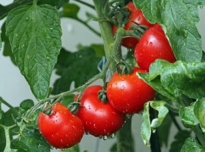 Red ripe tomatoes on the vine covered in dew.
