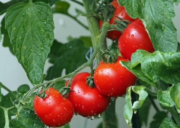 Red ripe tomatoes on the vine covered in dew.