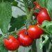 Red ripe tomatoes on the vine covered in dew.