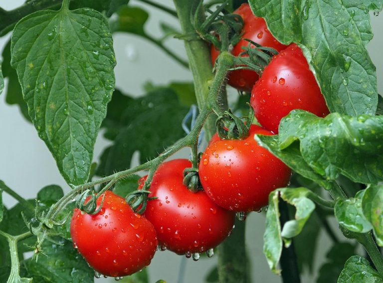 Red ripe tomatoes on the vine covered in dew.