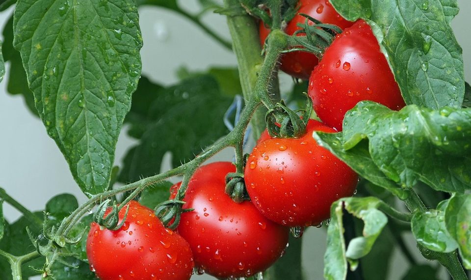 Red ripe tomatoes on the vine covered in dew.