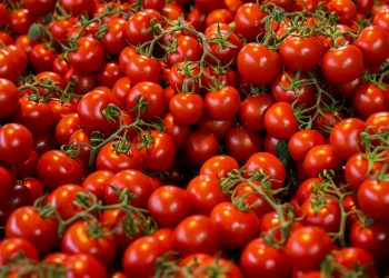 Freshly picked cherry tomatoes in abundance.