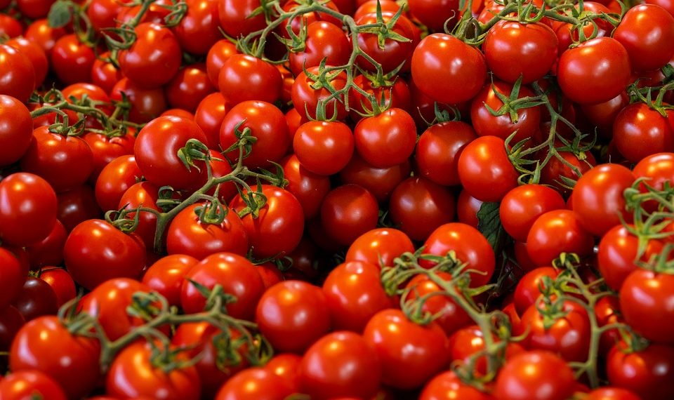 Freshly picked cherry tomatoes in abundance.
