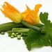 Zucchini with yellow blossoms and large green leaves.