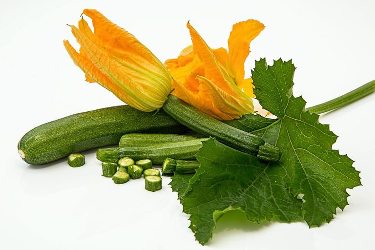 Zucchini with yellow blossoms and large green leaves.