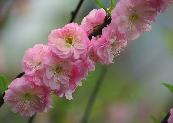 Pink cherry blossoms in full bloom on a branch.