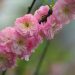 Pink cherry blossoms in full bloom on a branch.