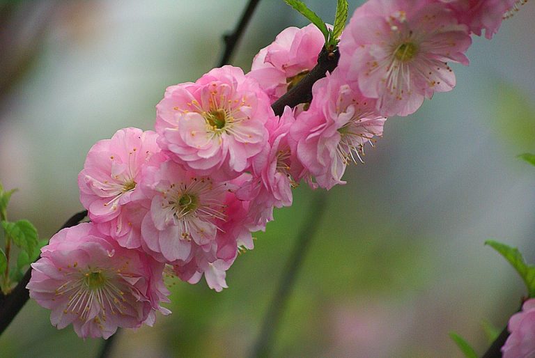 Pink cherry blossoms in full bloom on a branch.
