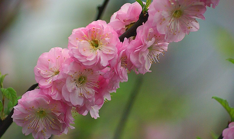 Pink cherry blossoms in full bloom on a branch.