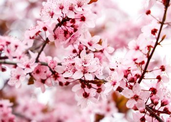 Cherry blossoms in full bloom.