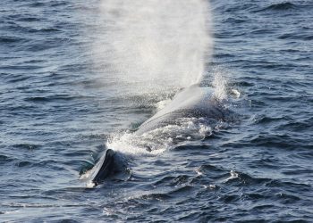 Whale surfacing and spouting water in the ocean.