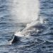 Whale surfacing and spouting water in the ocean.