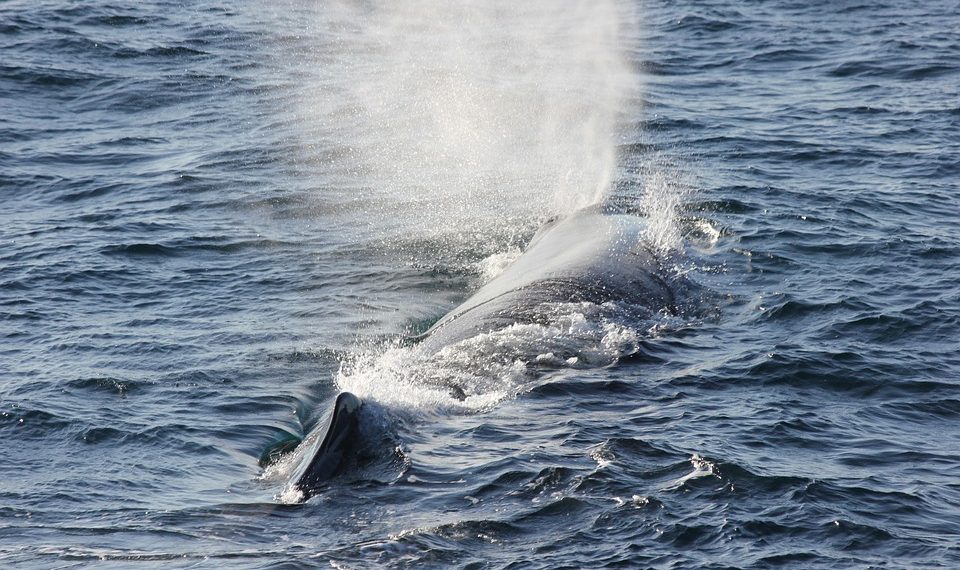 Whale surfacing and spouting water in the ocean.