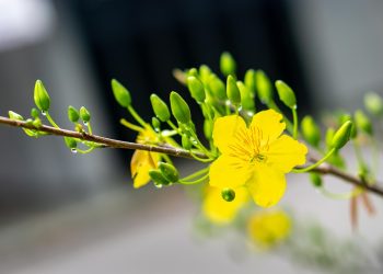 Yellow flower blossom on a branch with green buds.