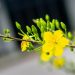 Yellow flower blossom on a branch with green buds.