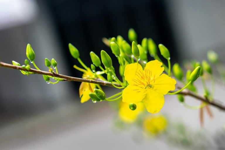 Yellow flower blossom on a branch with green buds.