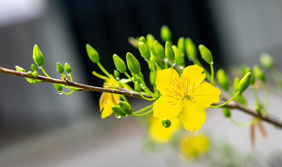 Yellow flower blossom on a branch with green buds.