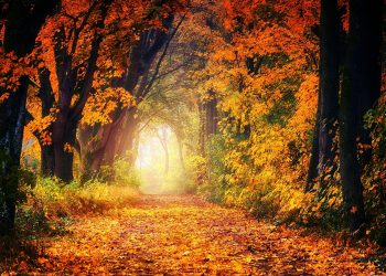 Autumn path surrounded by vibrant fall foliage {focus_keyword}