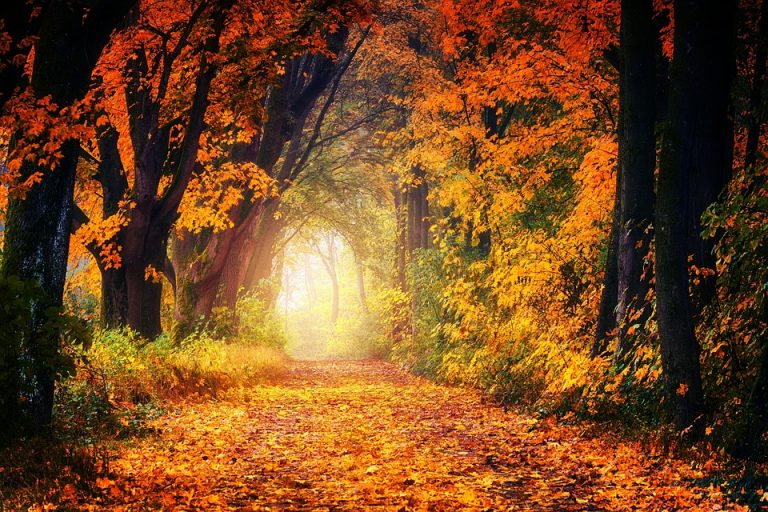 Autumn path surrounded by vibrant fall foliage {focus_keyword}