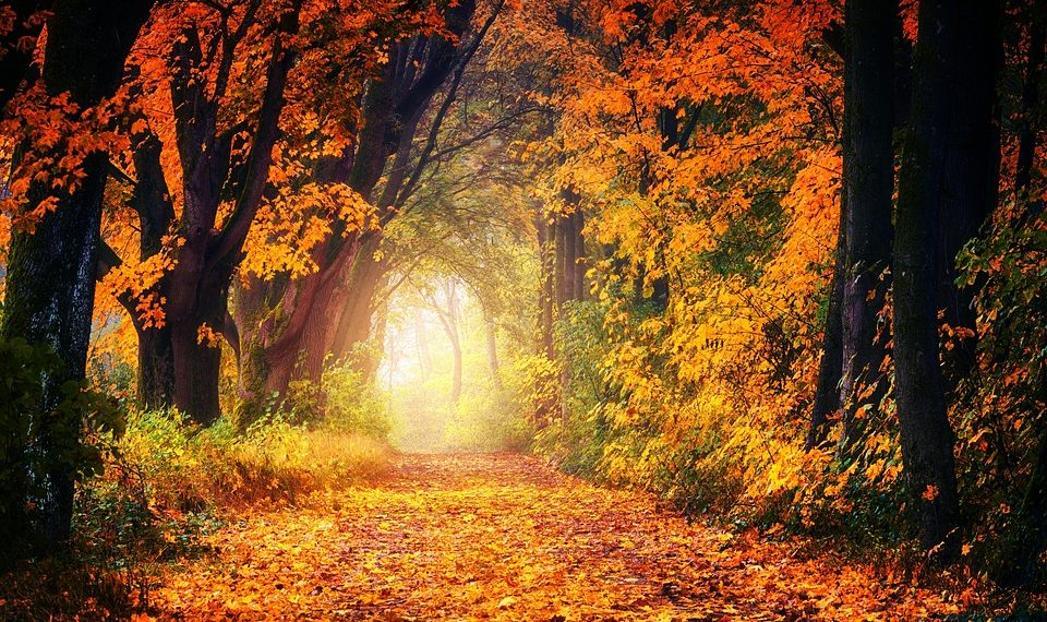 Autumn path surrounded by vibrant fall foliage {focus_keyword}
