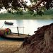Traditional boat on a serene river near a large tree.