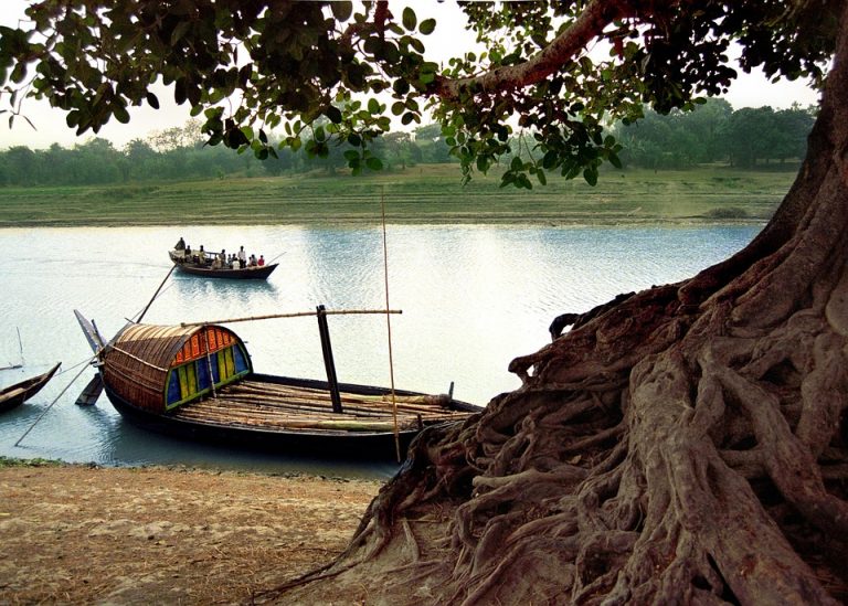 Traditional boat on a serene river near a large tree.