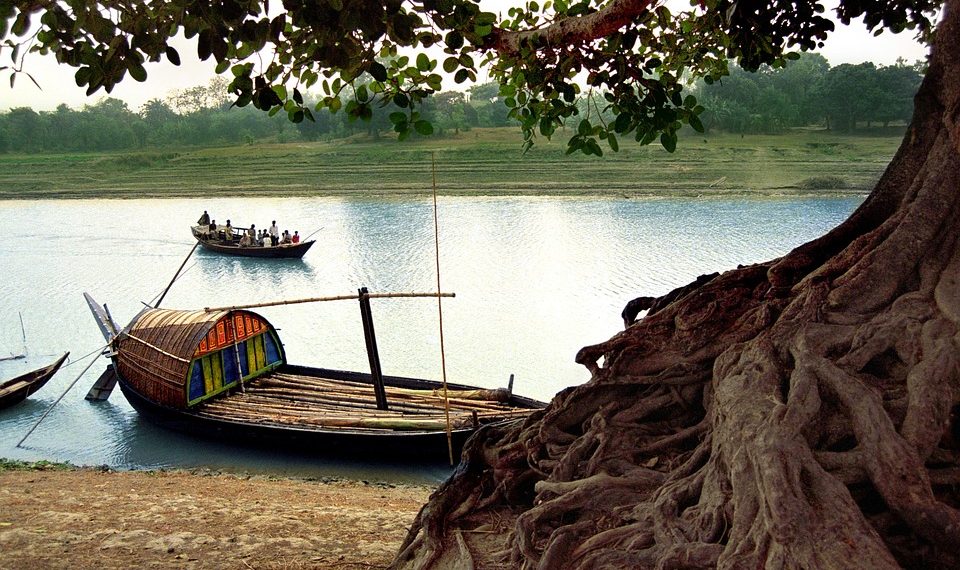 Traditional boat on a serene river near a large tree.