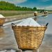 Basket of harvested salt in a field.