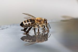 Bee drinking water from a reflective surface.