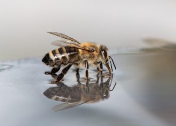 Bee drinking water from a reflective surface.