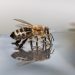 Bee drinking water from a reflective surface.