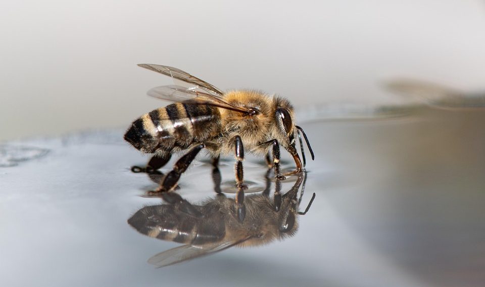 Bee drinking water from a reflective surface.