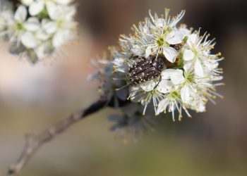 Beetle resting on white spring blossom.