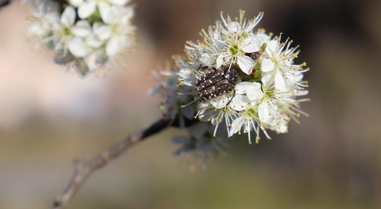 Beetle resting on white spring blossom.