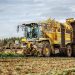 Yellow harvester processing a field of crops.
