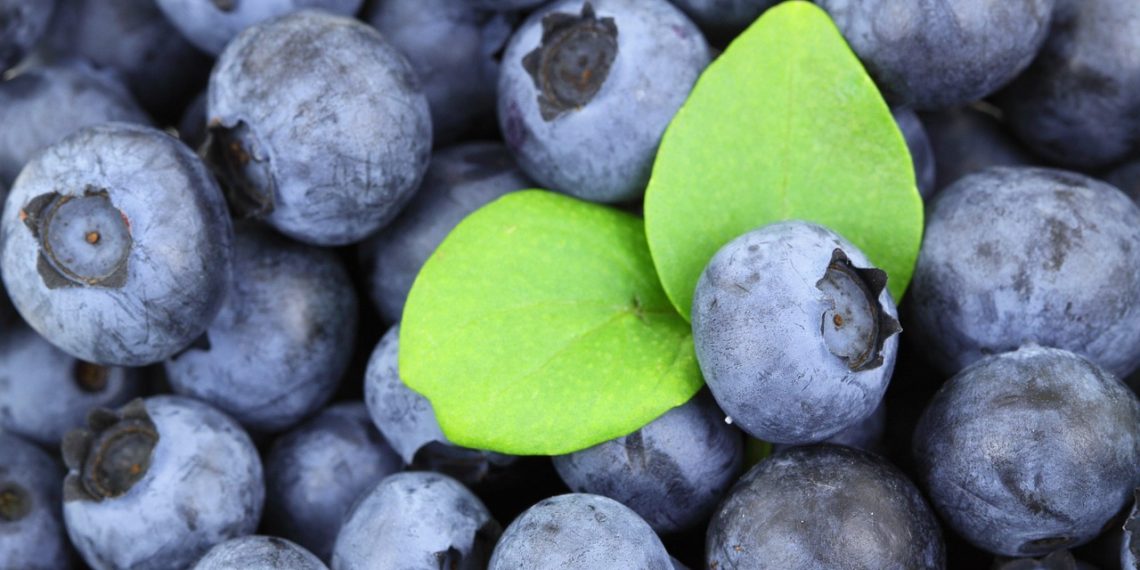 Blueberries with fresh green leaves.