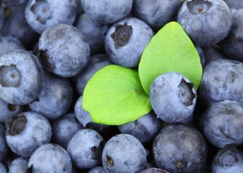 Blueberries with fresh green leaves.
